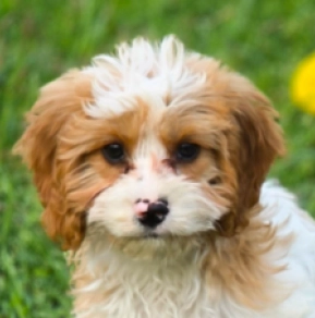 Cavapoo puppy for sale