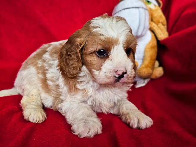 Cavapoo puppy for sale