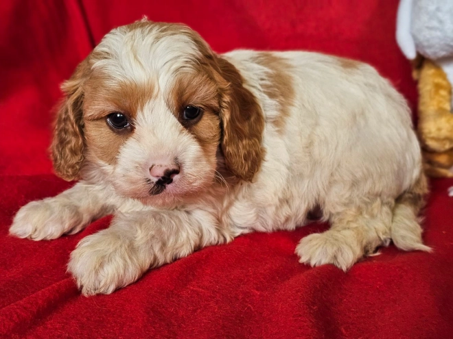 Cavapoo puppy for sale