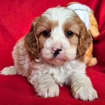 Cavapoo puppy for sale