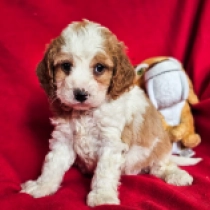 Cavapoo puppy for sale
