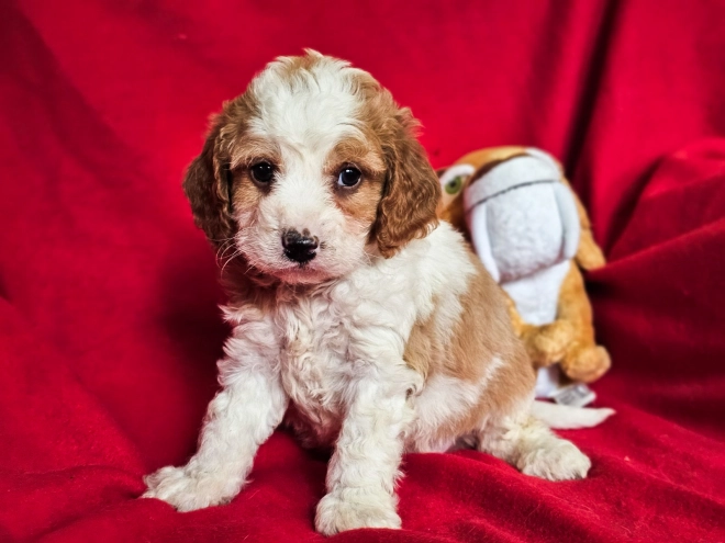 Cavapoo Welpe zu verkaufen