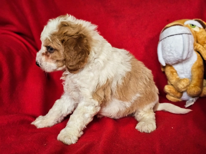 Cavapoo Welpe zu verkaufen