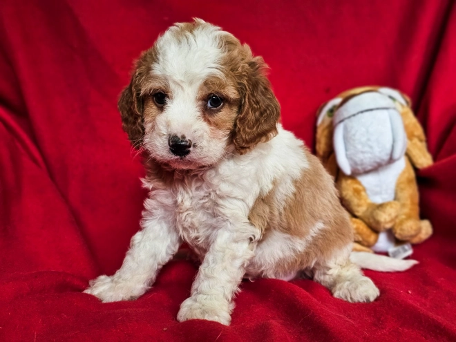 Cavapoo Welpe zu verkaufen