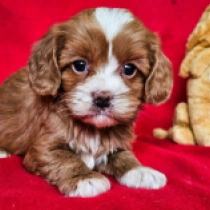 Cavapoo Welpe zu verkaufen
