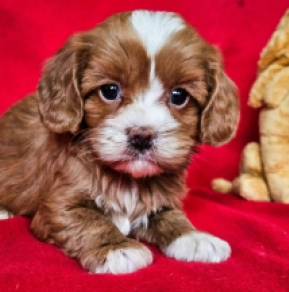 Cavapoo puppy for sale