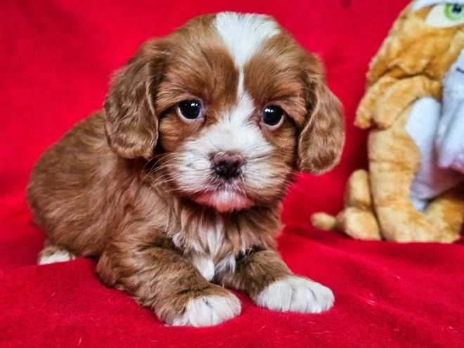 Cavapoo Welpe zu verkaufen