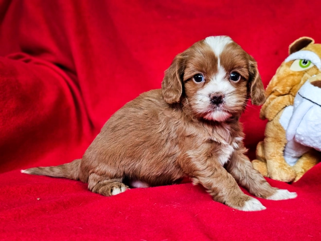 Cavapoo Welpe zu verkaufen