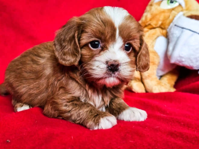 Cavapoo Welpe zu verkaufen