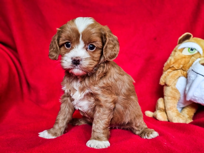Cavapoo Welpe zu verkaufen