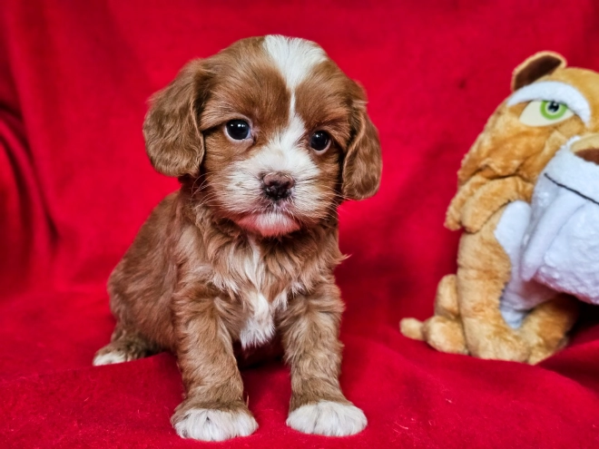 Cavapoo Welpe zu verkaufen