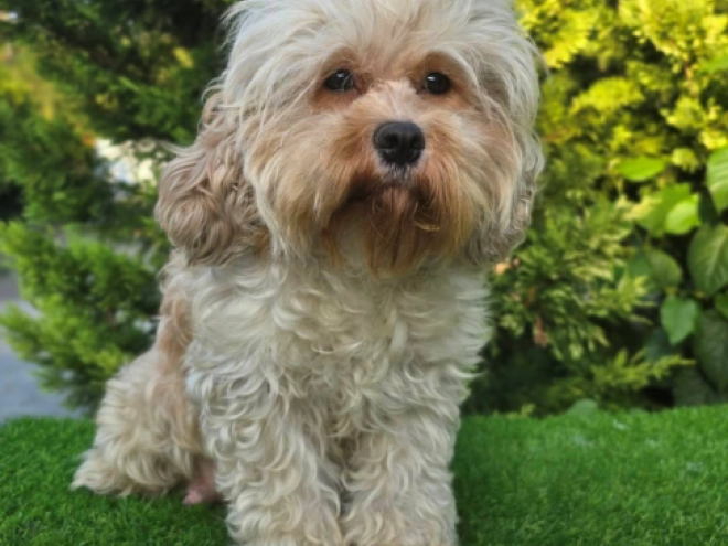 Cavapoo Welpe zu verkaufen