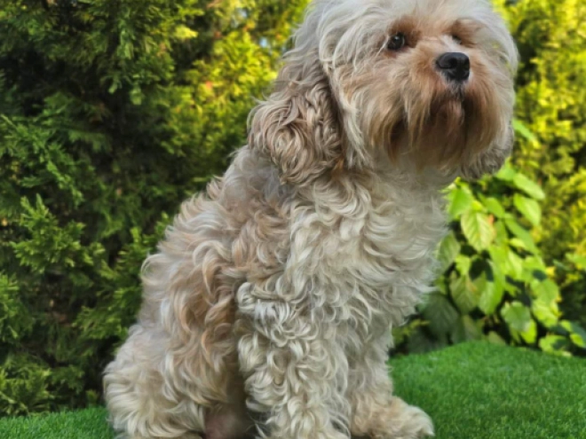 Cavapoo Welpe zu verkaufen