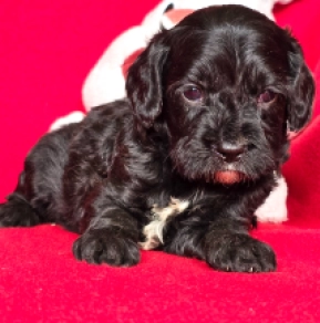 Cavapoo puppy for sale