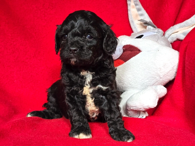 Cavapoo puppy for sale