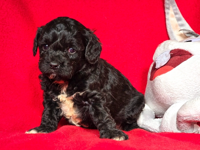 Cavapoo puppy for sale