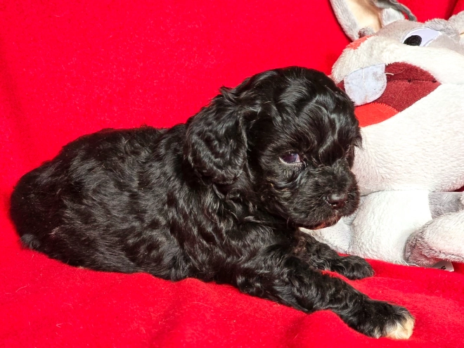 Cavapoo puppy for sale