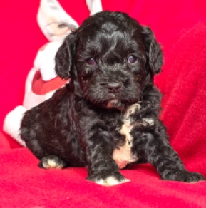 Cavapoo puppy for sale
