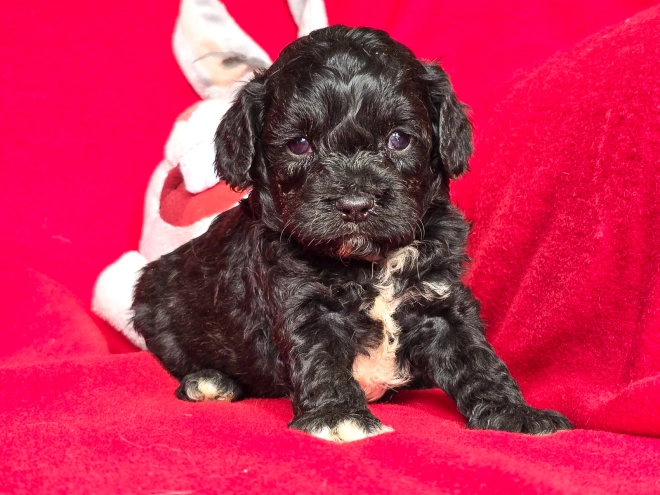Cavapoo puppy for sale