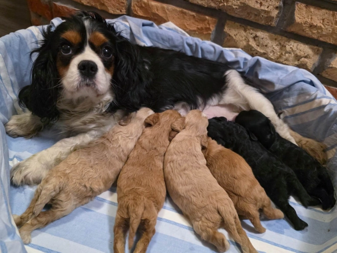 Cavapoo puppy for sale