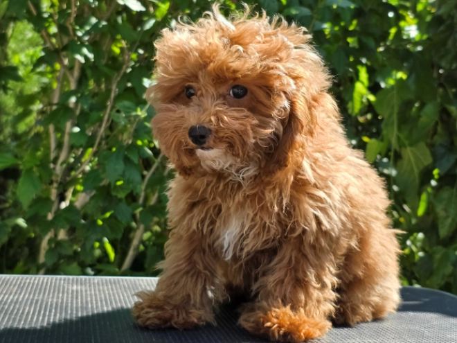 Cavapoo puppy for sale