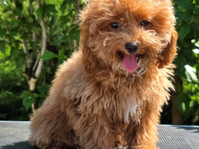 Cavapoo puppy for sale