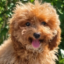 Toy Tobias – F1b, red Cavapoo en venta