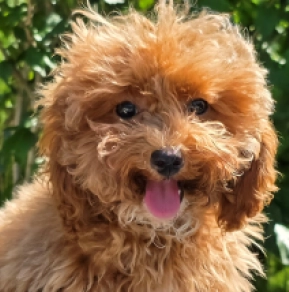 Cavapoo Welpe kaufen