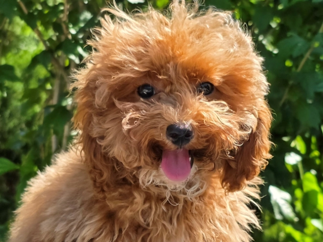 Cavapoo puppy for sale
