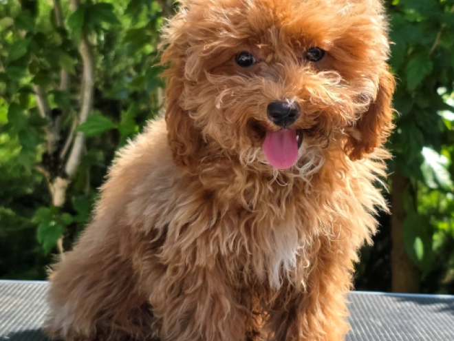 Cavapoo puppy for sale