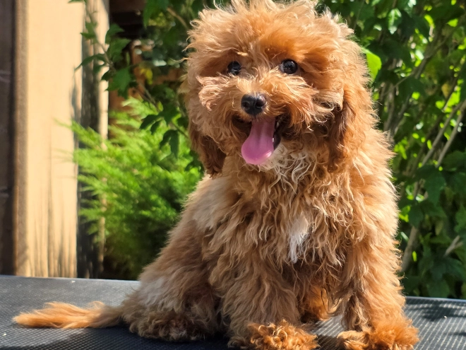 Cavapoo puppy for sale