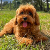 Toy Tucker – F1b, red Cavapoo for sale