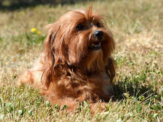 Cavapoo puppy for sale
