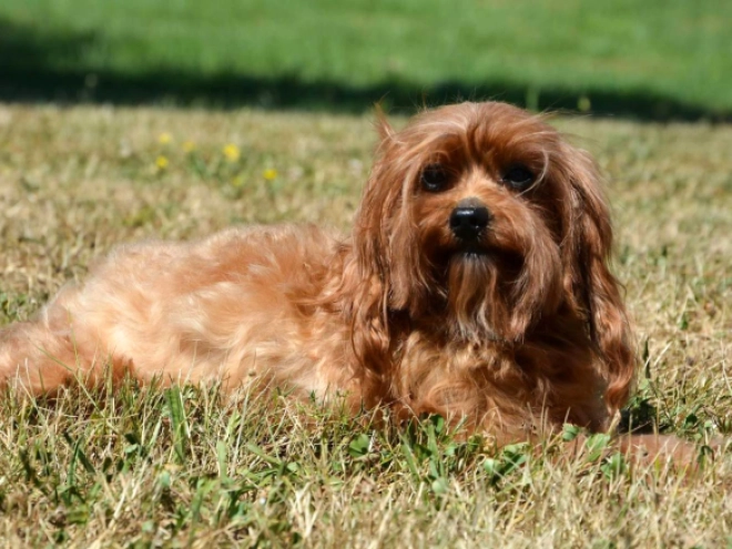 Cavapoo puppy for sale