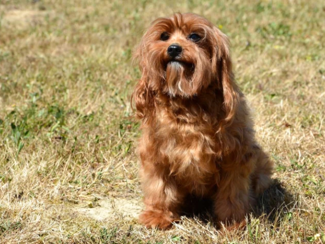 Cavapoo puppy for sale