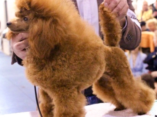 Cavapoo puppy for sale