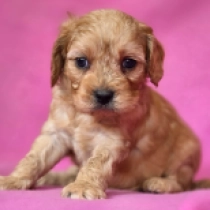 Cavapoo puppy for sale