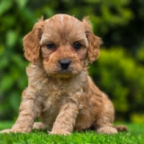 Helga – F1, golden Cavapoo for sale