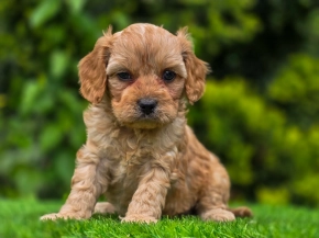 Cavapoo Welpe zu verkaufen