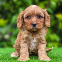 Hector – F1, red Cavapoo en venta