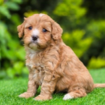 Huba – F1, golden Cavapoo en venta