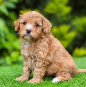 Cavapoo puppy for sale