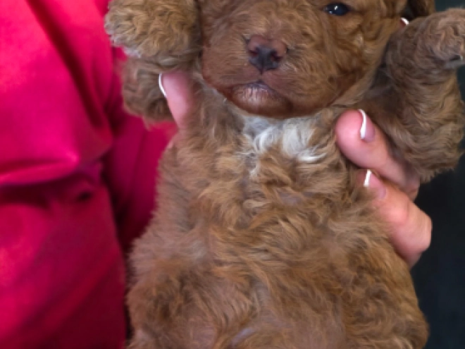 Cavapoo puppy for sale