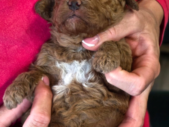 Cavapoo puppy for sale