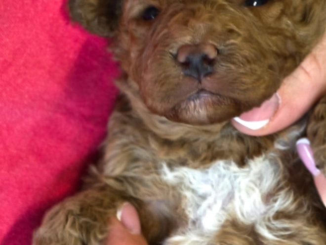 Cavapoo puppy for sale