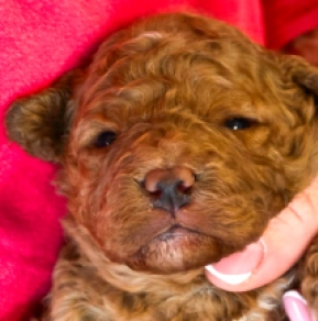 Cavapoo Welpe zu verkaufen
