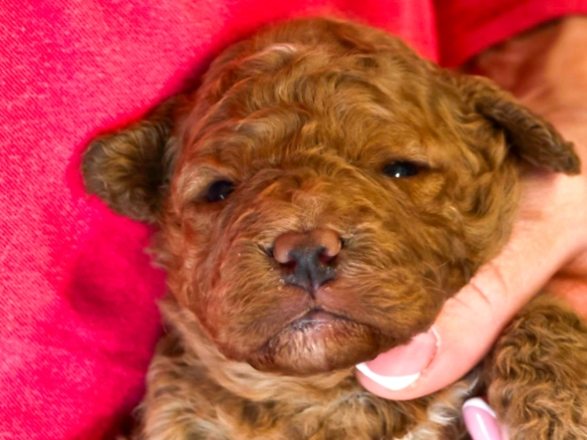 Cavapoo puppy for sale