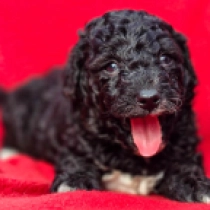 Cavapoo puppy for sale