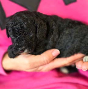 Cavapoo Welpe zu verkaufen
