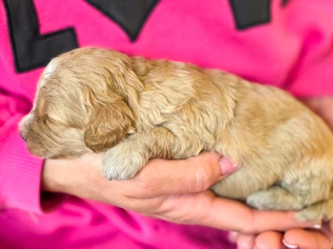Cavapoo puppy for sale